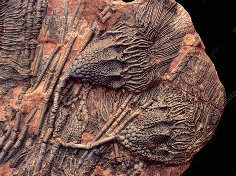 crinoid fossil pictures.